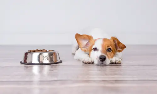 Can I Feed My Puppy Different Brands of Food?