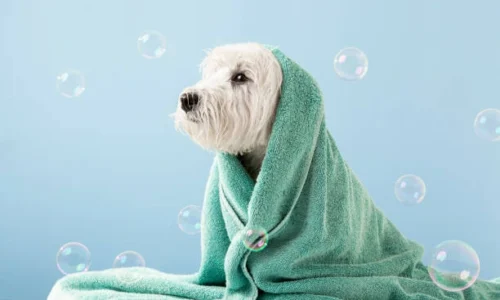 Can I Use a Regular Towel for My Dog? Explained