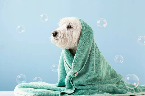 Can I Use a Regular Towel for My Dog