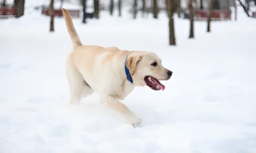 Can Labs Be Off Leash? What to Expect Exactly