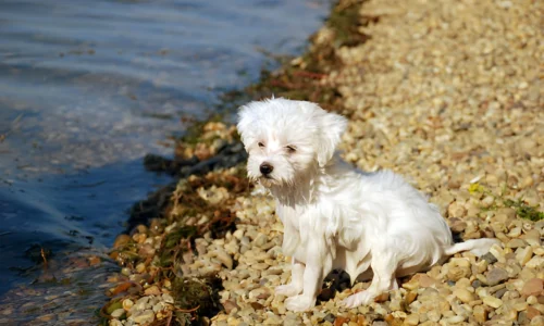 Can Maltese Swim? What to Expect Exactly