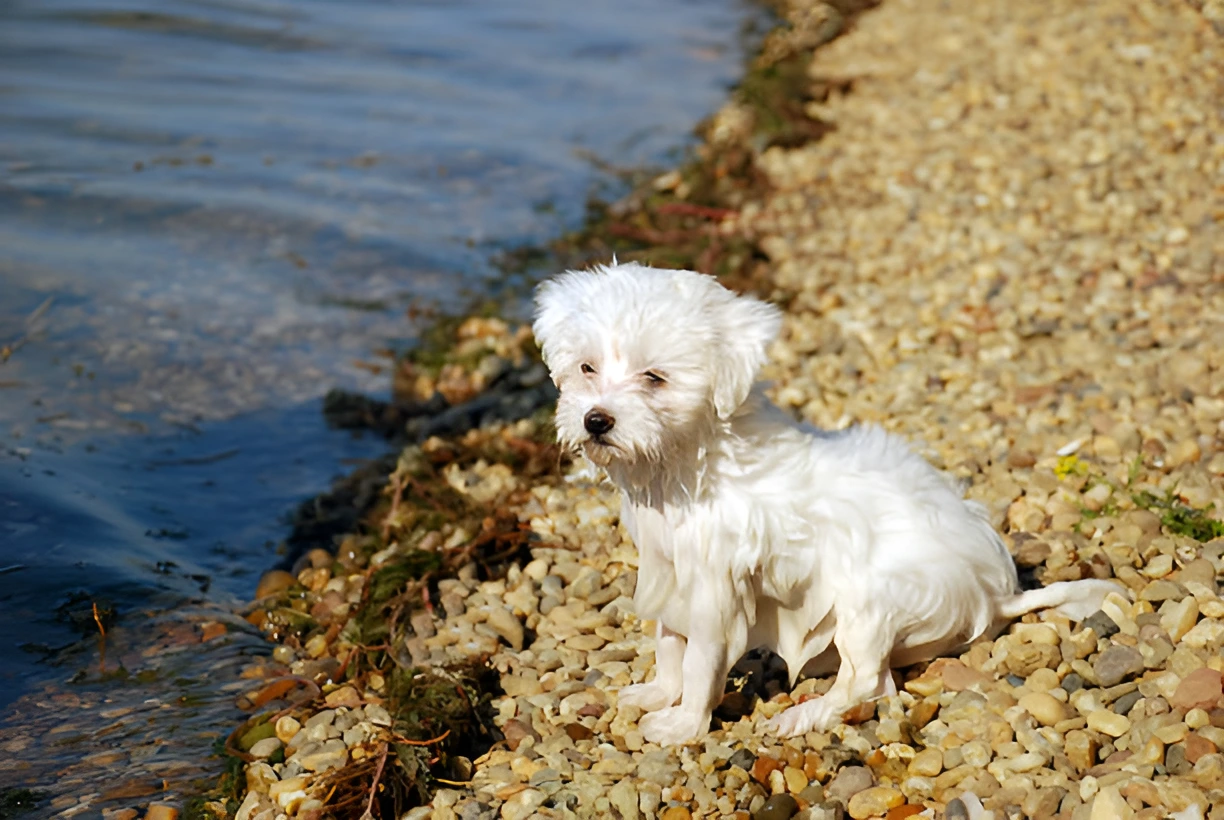 Can Maltese Swim