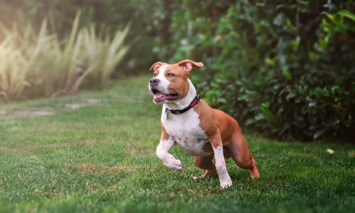 Can Pitbulls Be Trusted? What to Expect Exactly