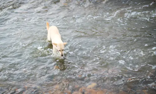 Can Puppies Go to the River? Crucial Guide