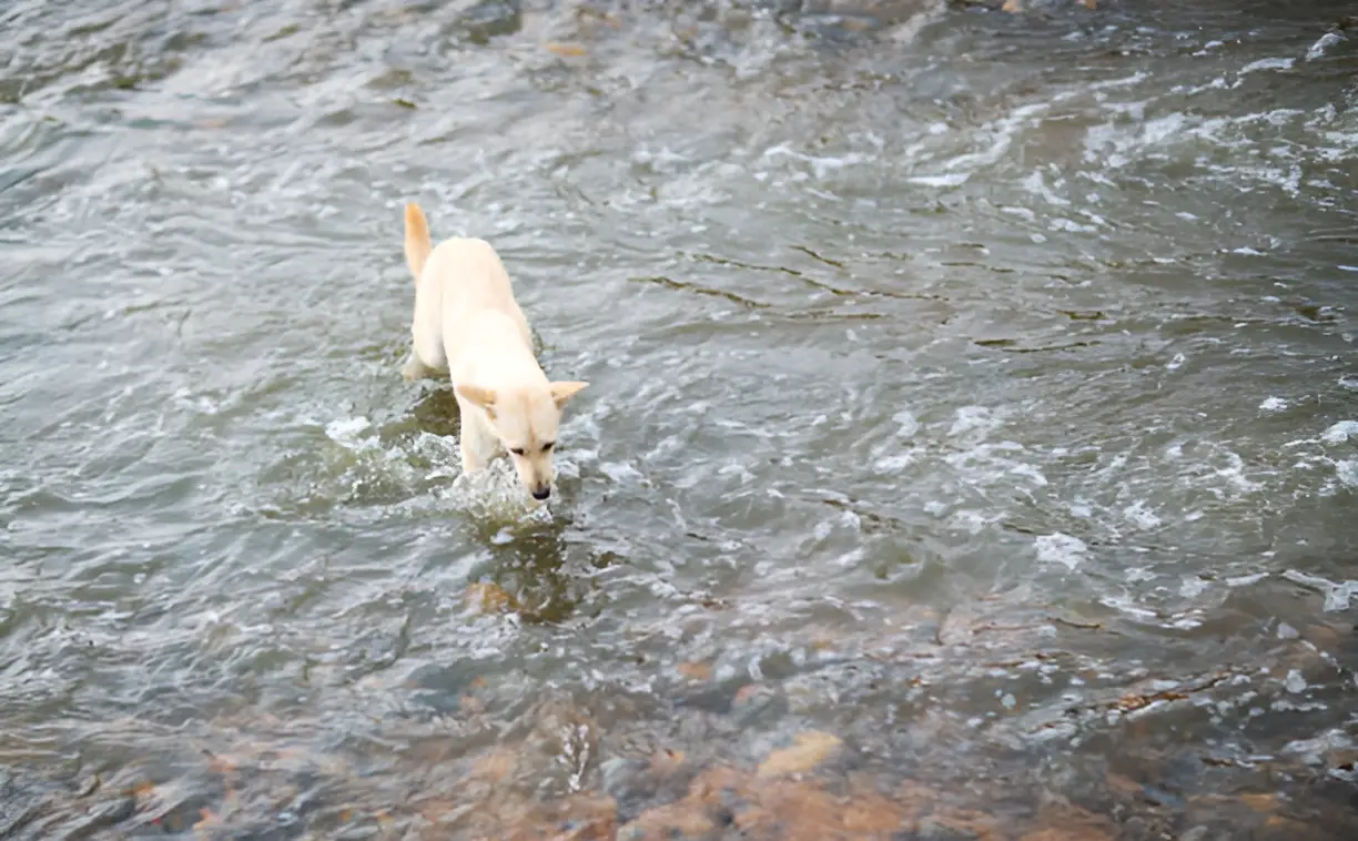 Can Puppies Go to the River