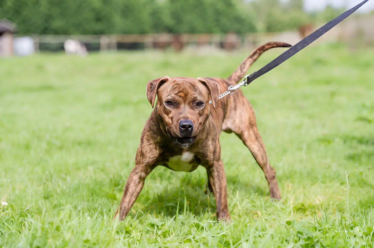 Can Purebred Dogs Be Brindle