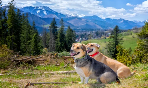 Can Small Dogs Climb Mountains? What to Expect