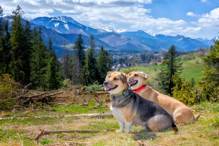 Can Small Dogs Climb Mountains