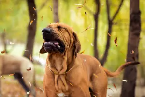 Can Stress Cause Sneezing in Dogs