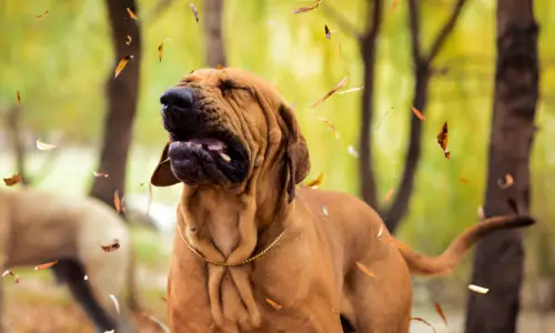 Can Stress Cause Sneezing in Dogs? Crucial Guide