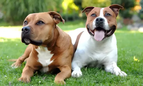 Can Two Male Pitbulls Live Together? What to Expect