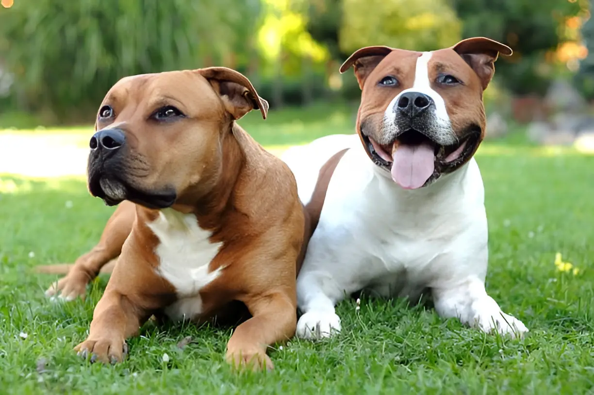 Can Two Male Pitbulls Live Together What to Expect