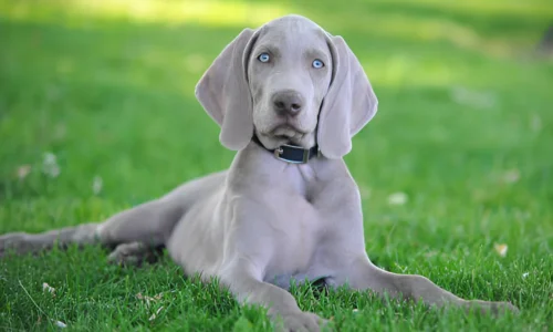 Can Weimaraners Be Left Alone? Owners should Know