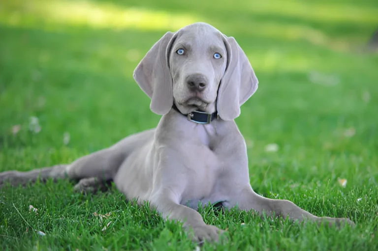 Can Weimaraners Be Left Alone