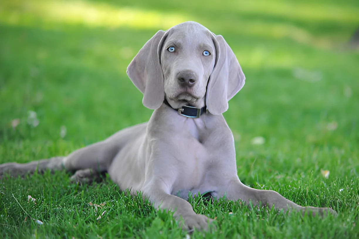 Can Weimaraners Be Left Alone