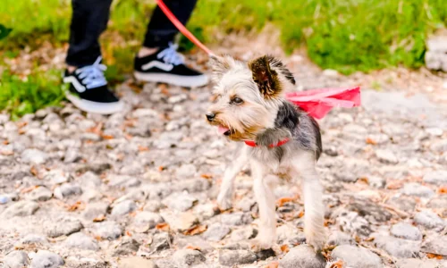 Can Yorkies Go on Hikes? Yes + Facts to Know