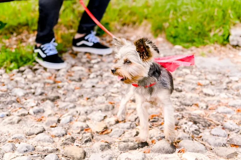 Can Yorkies Go on Hikes