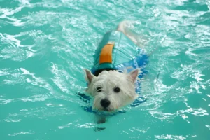 Can Yorkies Swim in a Pool with Chlorine