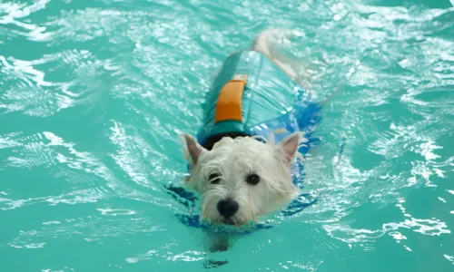 Can Yorkies Swim in a Pool with Chlorine? Crucial Guide