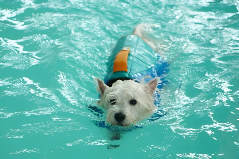 Can Yorkies Swim in a Pool with Chlorine