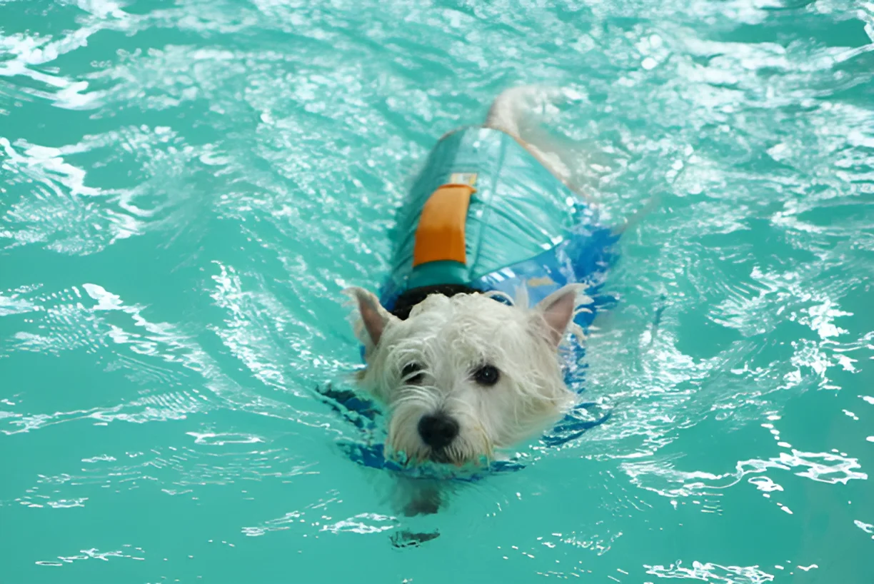 Can Yorkies Swim in a Pool with Chlorine