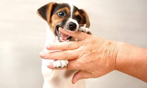 Can You Trust a Dog After It Bites? What to Expect