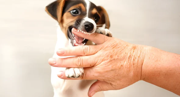 Can You Trust a Dog After It Bites? What to Expect