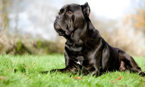 Can a Cane Corso Beat a Dogo Argentino? Fun Facts