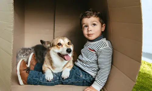 Can a Dog Be Jealous of a Child? What to Expect