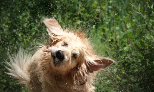 Can a Dog Get Wet Every Day? Crucial Facts to Know