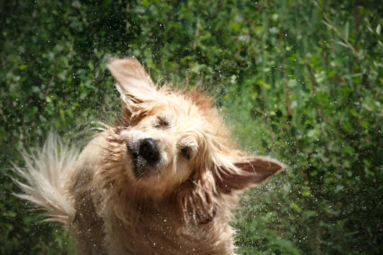 Can a Dog Get Wet Every Day