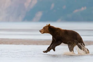 Can a Dog Outrun a Bear