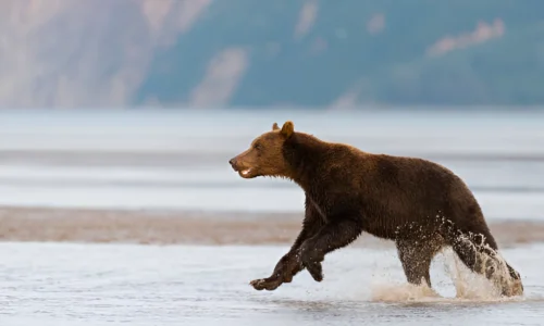 Can a Dog Outrun a Bear? No (Here’s Why)