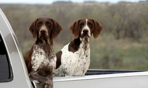 Can a Hunting Dog Be a House Dog? Yes + Some Facts