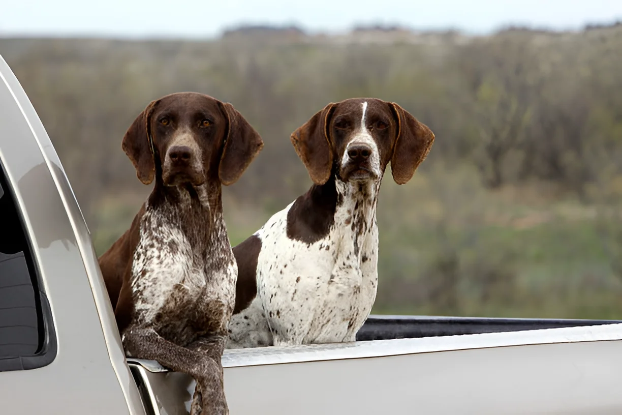 Can a Hunting Dog Be a House Dog