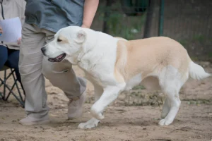 Can a Male Dog Be Too Big for a Female