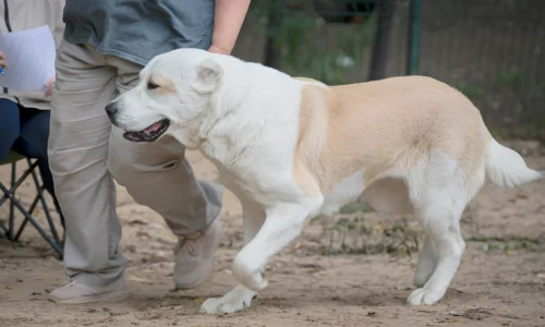 Can a Male Dog Be Too Big for a Female? Your Answer