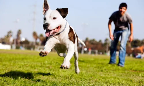 Could a Man Beat a Pitbull? What to Expect Exactly