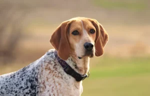 Do Coonhounds Calm Down