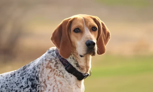 Do Coonhounds Calm Down? Yes (At this Age)