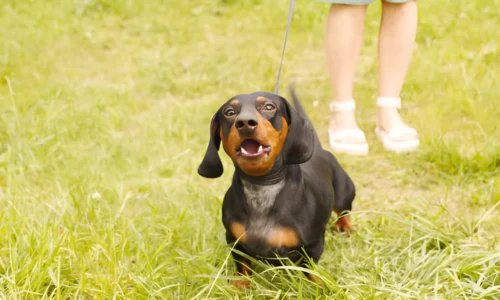 Do Dachshunds Bark a Lot? Yes (Tips to Reduce Barking)