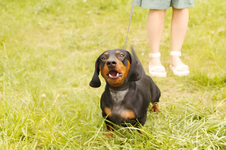 Do Dachshunds Bark a Lot