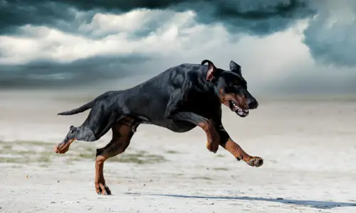 Do Dobermans Like to Run? What to Expect