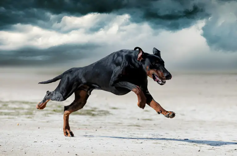 Do Dobermans Like to Run