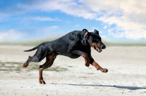 Do Dobermans Turn on Their Owners