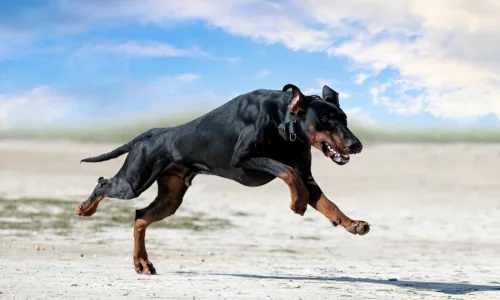 Do Dobermans Turn on Their Owners? Crucial Guide