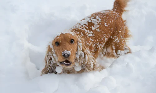 Do Dog Feet Get Cold in the Snow? Crucial Guide