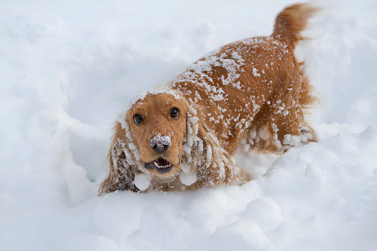 Do Dog Feet Get Cold in the Snow