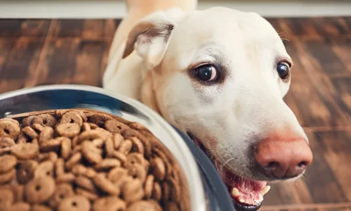 Do Dogs Get Bored of the Same Flavor Food? Yes