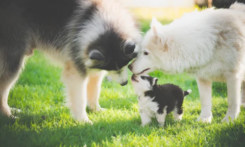 Do Dogs Inherit More from Mother or Father?